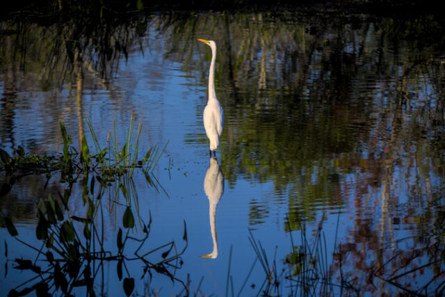 https://www.freepik.com/free-photo/beautiful-shot-egret-standing-water_17232474.htm#query=florida%20everglades&position=7&from_view=search&track=ais