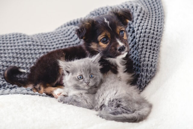 https://www.freepik.com/premium-photo/kitten-puppy-group-two-small-animals-lie-together-bed-sad-gray-kitten-black-puppy-white-blanket-alone-home-cat-dog-friends-beautiful-animal-children_15830367.htm#query=puppy%20kitten&position=29&from_view=search&track=ais