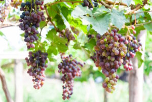 https://www.vecteezy.com/photo/19060253-bunches-of-wine-grapes-hanging-on-the-vine-with-green-leaves-in-garden
