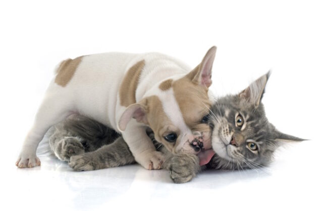 https://www.freepik.com/premium-photo/puppy-french-bulldog-cat_4750081.htm#query=puppy%20kitten&position=37&from_view=search&track=locales