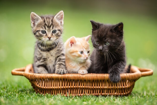 https://www.freepik.com/premium-photo/three-little-colorful-kittens-are-curiously-sitting-brown-basket-garden_16769208.htm#page=2&query=cats&position=17&from_view=search&track=sph