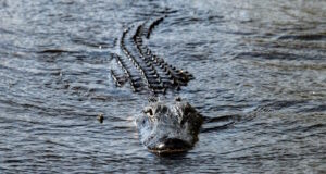 https://www.vecteezy.com/photo/17413805-florida-alligator-in-everglades-close-up-portrait