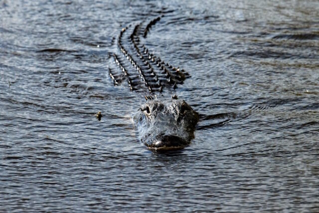 https://www.vecteezy.com/photo/17413805-florida-alligator-in-everglades-close-up-portrait