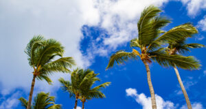 https://www.vecteezy.com/photo/2116240-strong-winds-sway-palm-trees