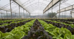 https://www.vecteezy.com/photo/773790-lettuce-crops-in-greenhouse