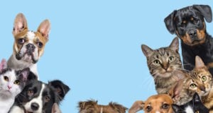 Cats and Dogs https://www.freepik.com/premium-photo/large-group-cats-dogs-looking-camera-blue-background_31196405.htm#fromView=search&page=1&position=9&uuid=d308a045-e480-4ebd-aacb-4b6b6e570153
