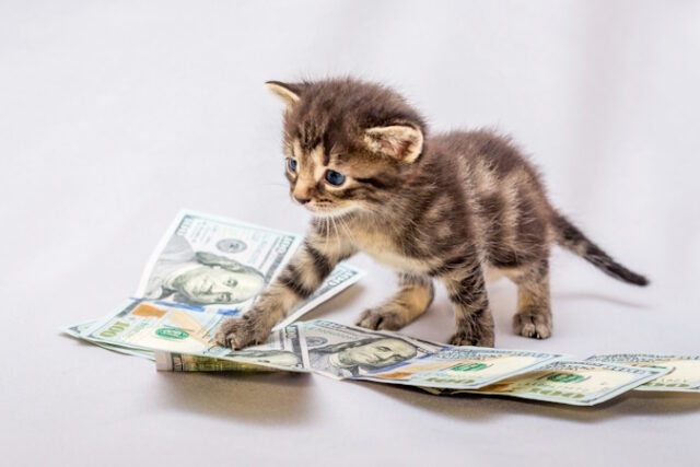https://www.freepik.com/premium-photo/small-kitten-near-dollars-counting-earnings-profit-from-business_9046888.htm#fromView=search&page=1&position=16&uuid=fe272f94-b963-48e8-9e28-8b6486011d9d
