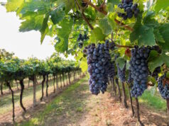 https://www.freepik.com/premium-photo/bunches-fresh-ripe-grapes-hanging-from-tree-with-green-leaves-growing-traditional-vineyard-sunny-day-tuscany_20250068.htm#fromView=search&page=1&position=40&uuid=522a5566-1eb7-45e9-be58-95473e5b79c8